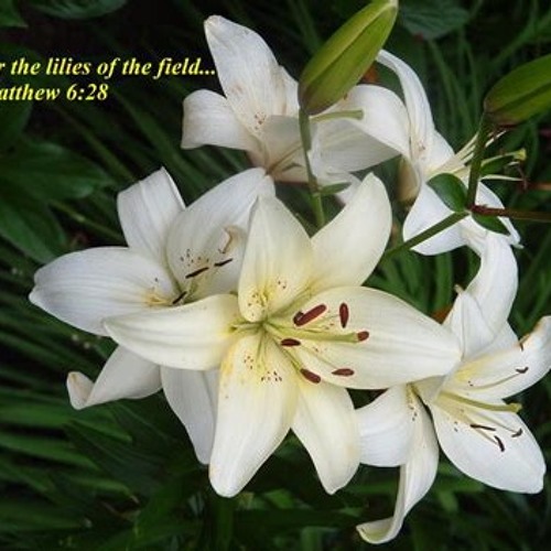 Consider The Lillies: Performed By The Houston Orchestra