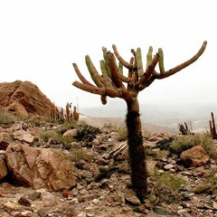 Guiticha Nº 1 y medio