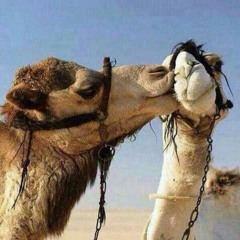 Desert Wedding Live Set