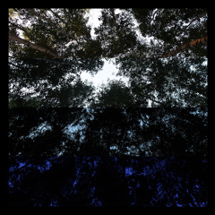 Ясный Берёзовый /Pure birch trip/