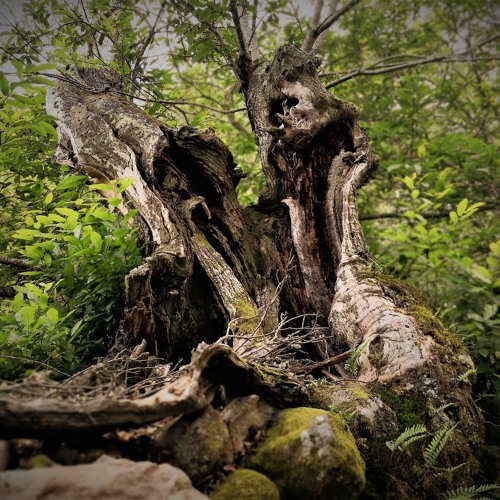I. Growing Tree From Within (2018) [Stone Becoming Sand] - For Multiplied Guitar