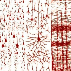 Lamina Pyramidalis Interna