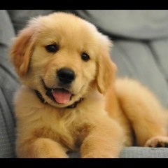 You're Such A Good Boy