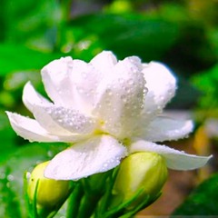 Jasmine Tears