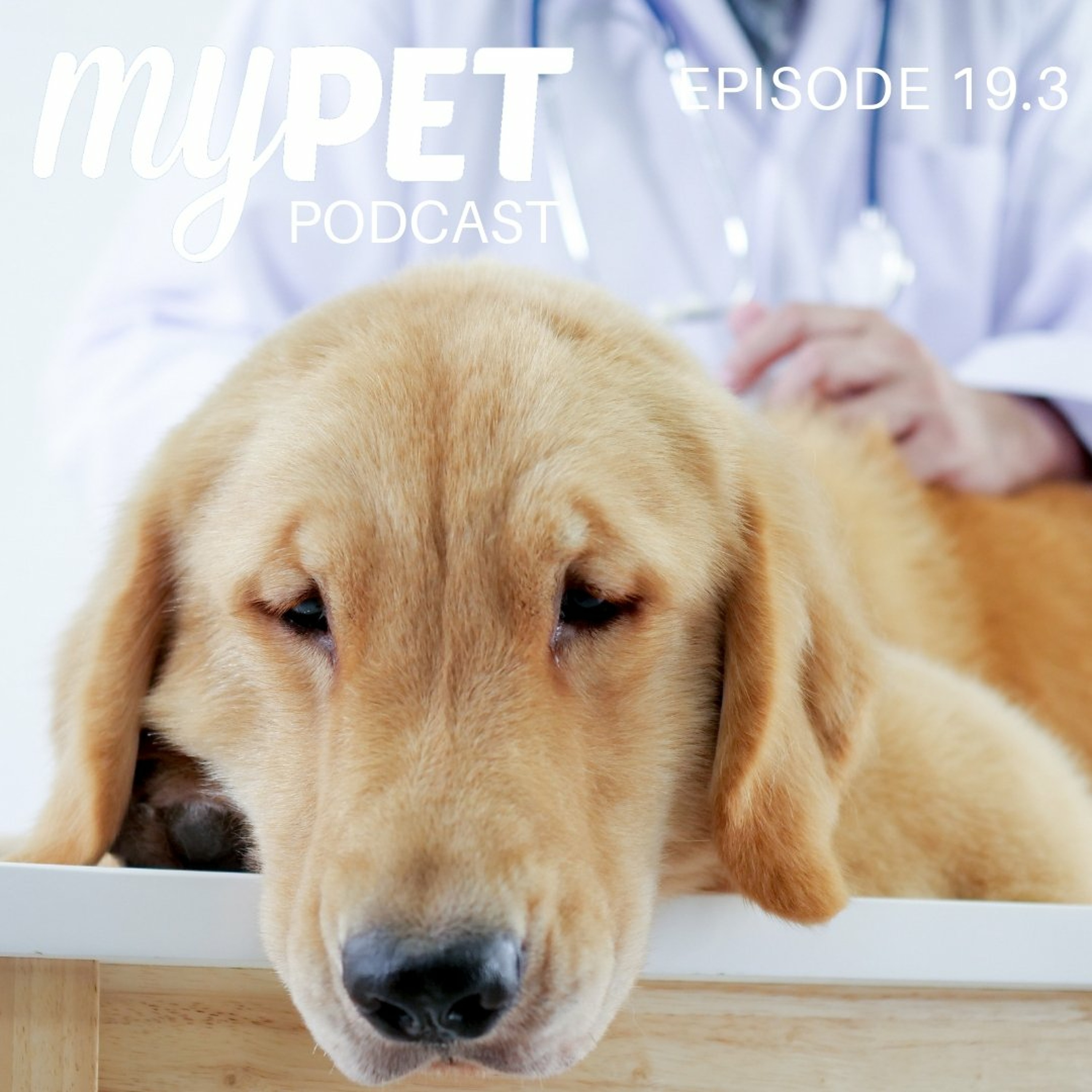 Pancreatitis; a real pain in the gut! episode artwork