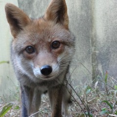 Precious Lord, Take My Hand