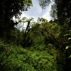 Harenna Forest - Afternoon - Sharpe's Starling And Silvery-Cheeked Hornbill