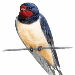 Reto Discord #16 - Golondrinas