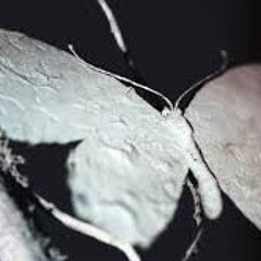 I need a forest fire .. slow