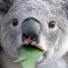 - Toxicity (by System of a Down)