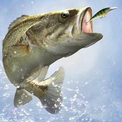 BASS #3