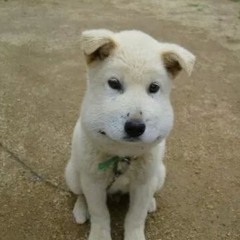 one confess(일종의 고백)_cover_for_fun