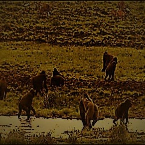 FENDERR. X PYTHON - APENJAGER