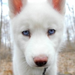 Unejutt Karlosest ja Antarktikast