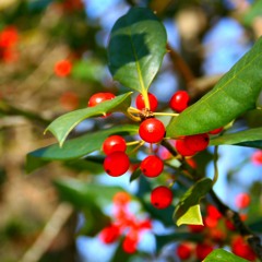 No Holly For Miss Quinn (Enya Cover)