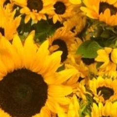 Sunflower Meme