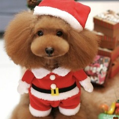 Unejutt unistuste koerast