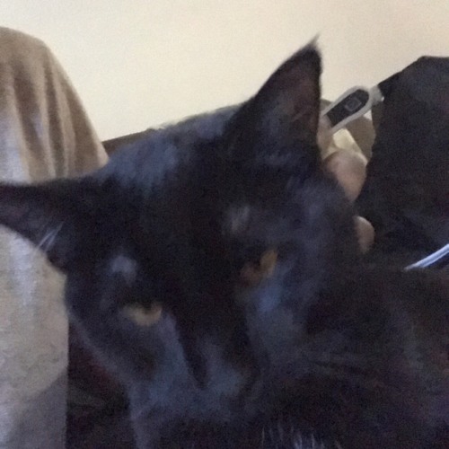 RANIKA JZ PRODIGY - I WANT THE 5000