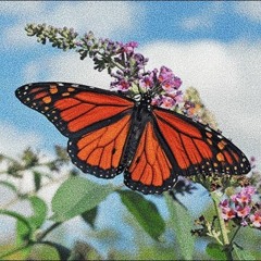 Butterflies (prod. MarcoPolo)