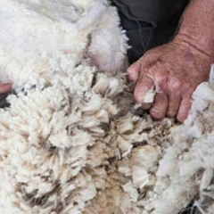 Sheep Shearing Tutorial At State Fair- Springfield, MA USA 9/26