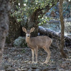Bambi - Produced and mixed by Theo Meranze