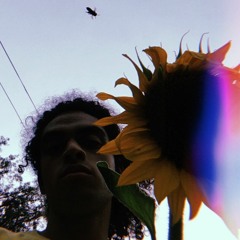 Sunflower Fields
