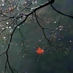 #ดอกไม้ราตรี​