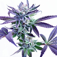Take A Hit