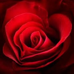 T$ SWEET ROSE FT BANDO2X