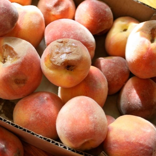 Stream Rotten Peaches (Elton John) piano cover by Manny Sousa by Manny