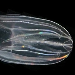 The "not-so-visible" impacts of the Deepwater Horizon oil spill on the Gulf of Mexico-Episode 3