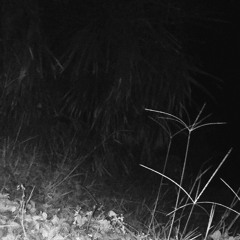 FREESTYLE (prod. Franky M)