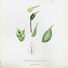 hypnum crassinervium _ urkunde & samtbody