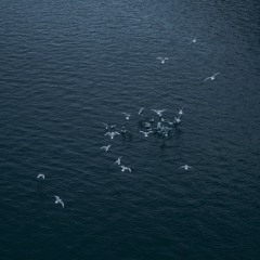 Emotive / Ambient / Calm