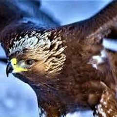 Bird Of Prey