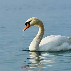 Le Cygne