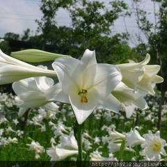 聖地中的百合花