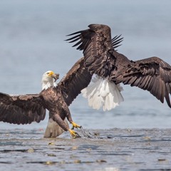 Eagle