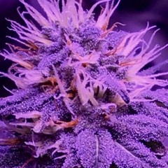 Dubble up ft Yung Sumie