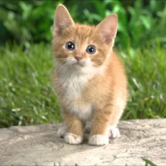 演歌 - まよい猫