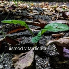 Euismod vita dicata [electroacoustic music]