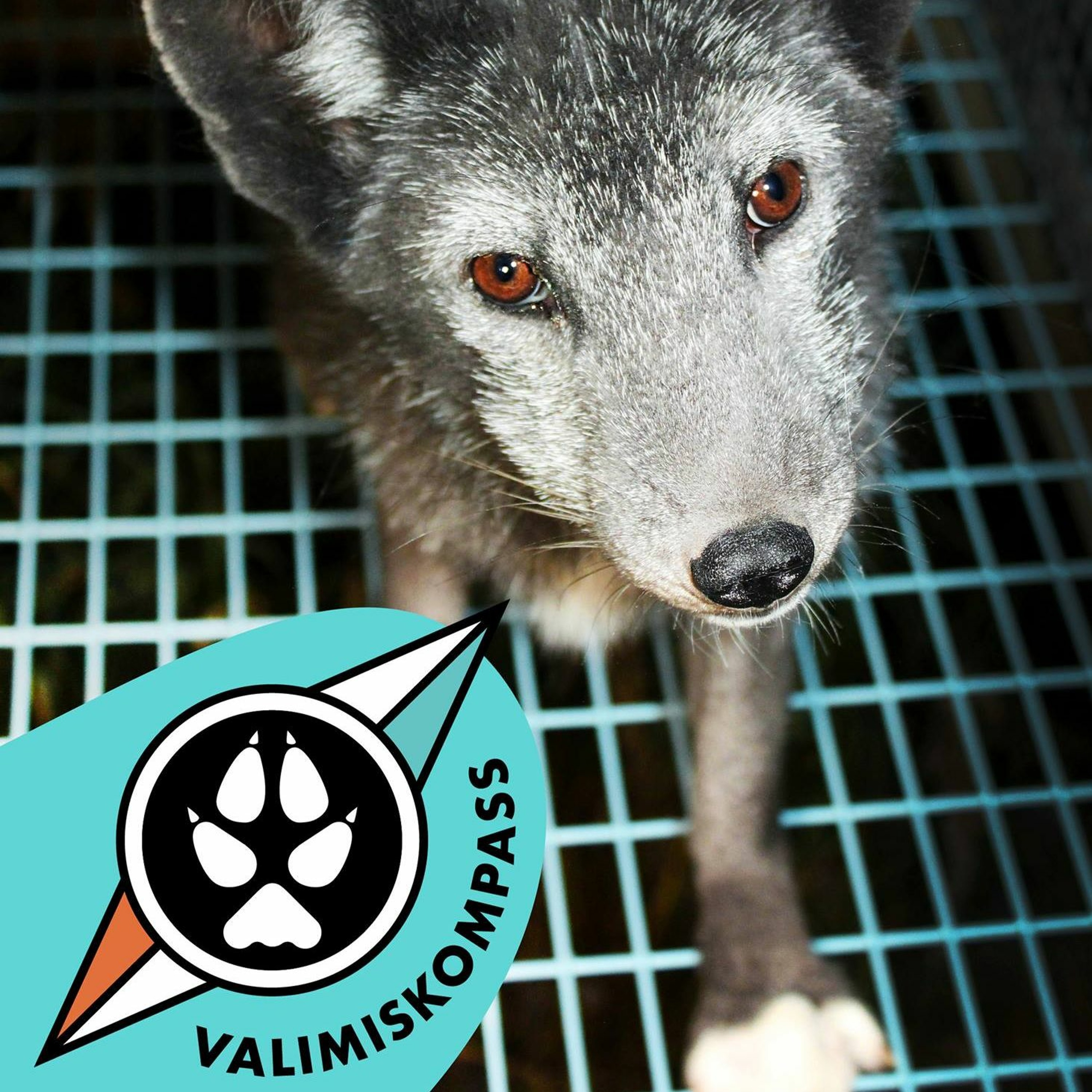 Loomade Hääl #4 Valimiskompass