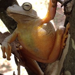 Bioacustica