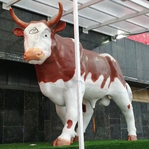 Bos Taurus Taurus