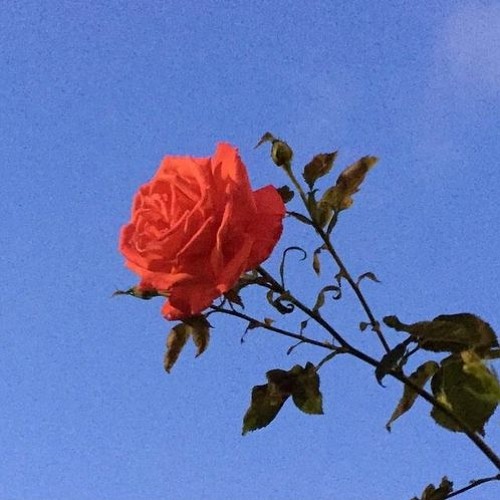 v a l e n t i n e s d a y