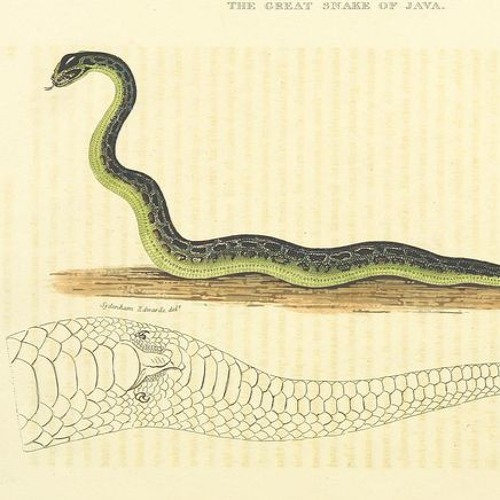 Snake charmers flute picture