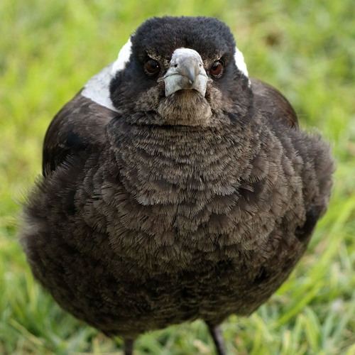 Mimic - Australian Magpie Mimics Black Cockatoo Call