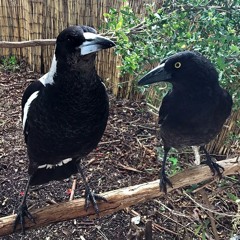 Relaxing Song - Juvenile Magpies and Pied Currawongs