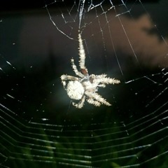 Mygalomorphae Ft. Grossboi (Prod. Preachernicky)