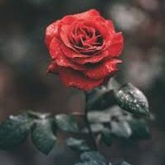 "A Red, Red Rose", Poem by Robert Burns, read by Victoria Gydov. (Vocals by Victoria Gydov)